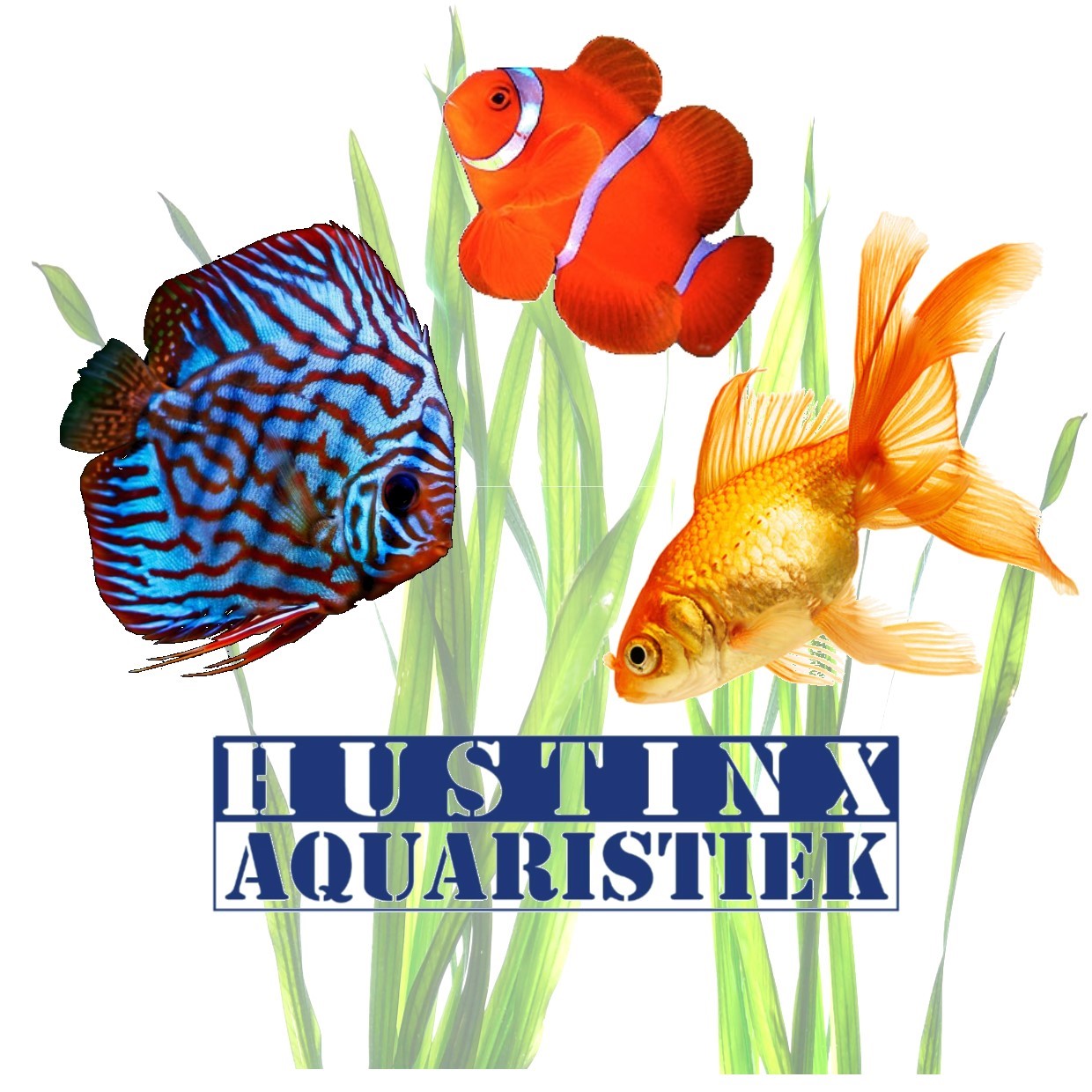 Kneden blok Gezichtsveld Home - Hustinx-Aquaristiek